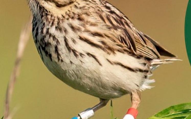 Hudson Valley Farm Hub to hold Public Birding Day May 14