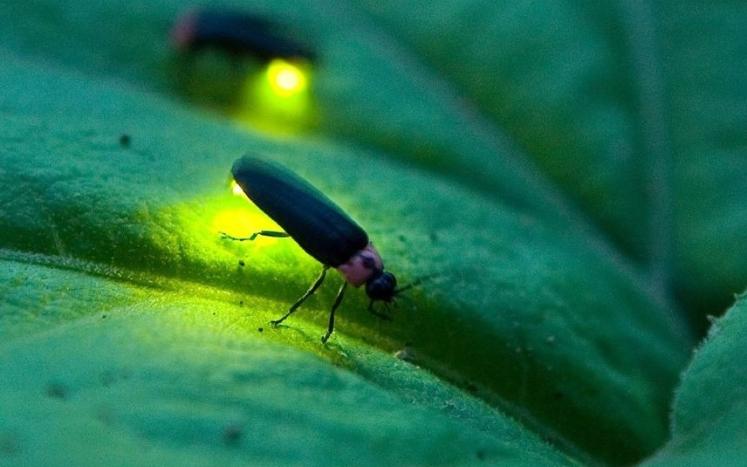 Participants sought for Hudson Valley firefly study
